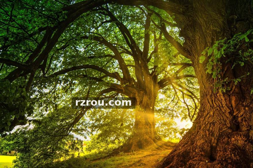 版本更迭下的英雄优先级盘点：当前赛季中段五个位置的选角风向